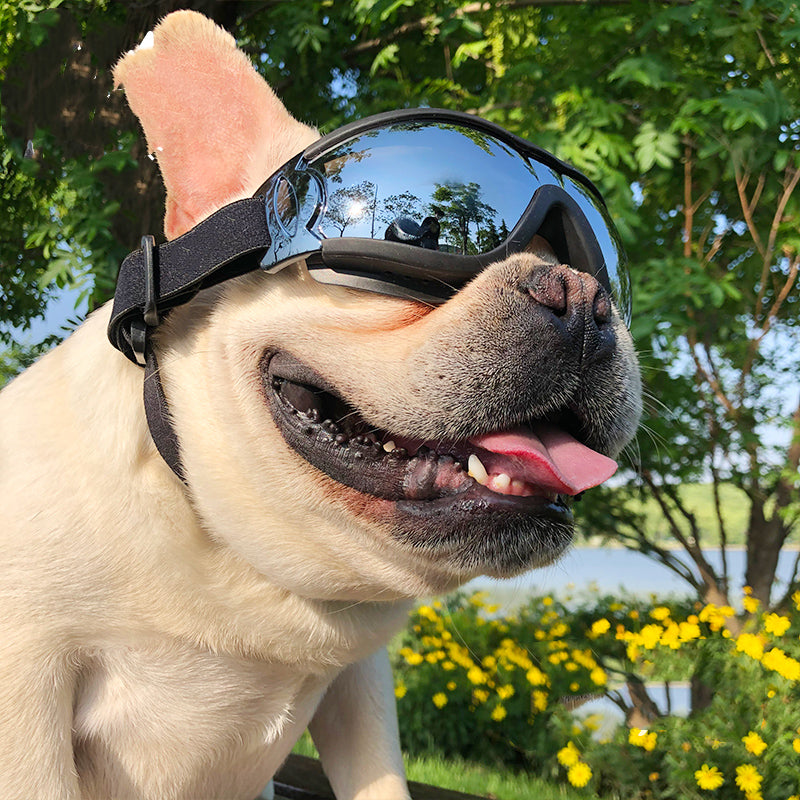 Pet Sunglasses Dog Windproof Glasses Accessories Goggles AliFinds