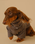 Pet Base Coat Dachshund Dog Clothing ( 3 TO 7 DAYS SHIPPING)